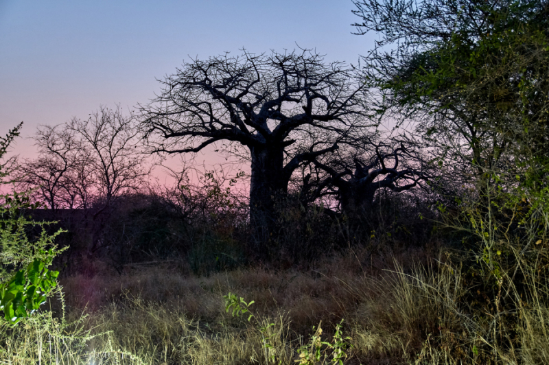 Танзания нац.парк RUAHA  Занзибар - Дайвинг. (фото)