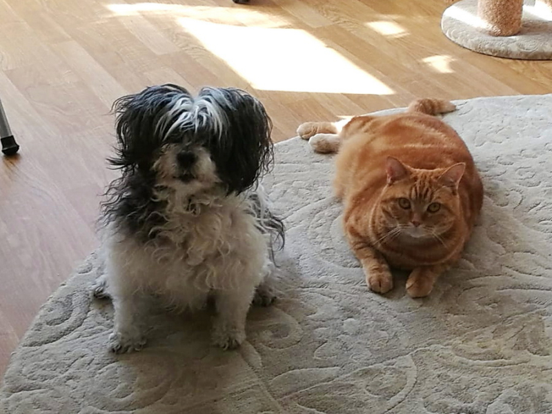 Кошки в нашей жизни. Кошки и все, что с ними связано.