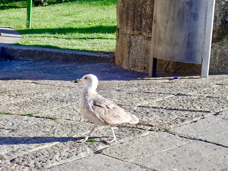 Круиз по Дору на Emerald Radiance и чуть-чуть северной Португалии, октябрь 2018