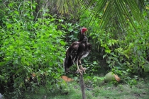 Хочешь на кокфайтинг? Петушиные бои на Филиппинах