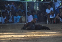 Хочешь на кокфайтинг? Петушиные бои на Филиппинах