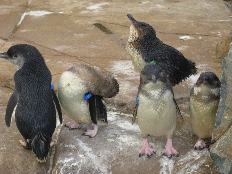Другая планета - Австралия (конец мая-начало июня 2010).