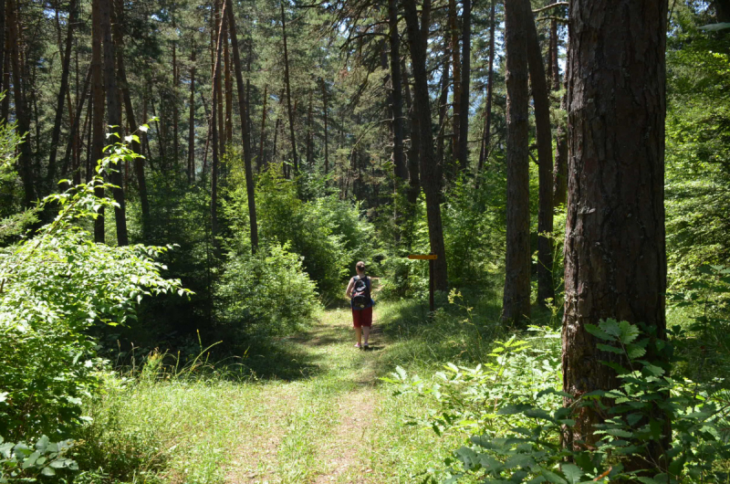 Грузия. Сложилось! Июль 2018. Тбилиси-Степанцминда-Вардзия-Боржоми-Батуми