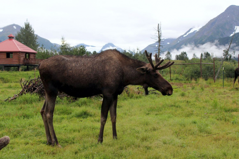 Alaska: The Last Frontier