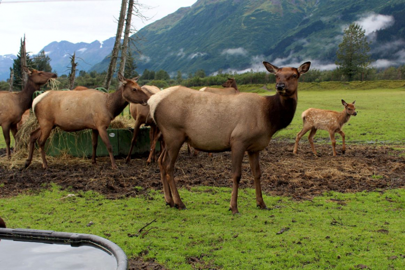 Alaska: The Last Frontier