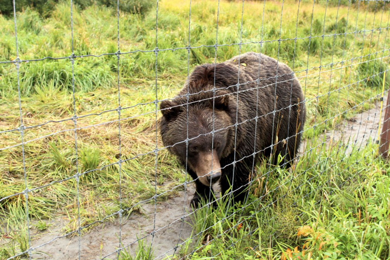 Alaska: The Last Frontier