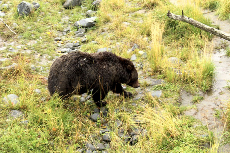 Alaska: The Last Frontier