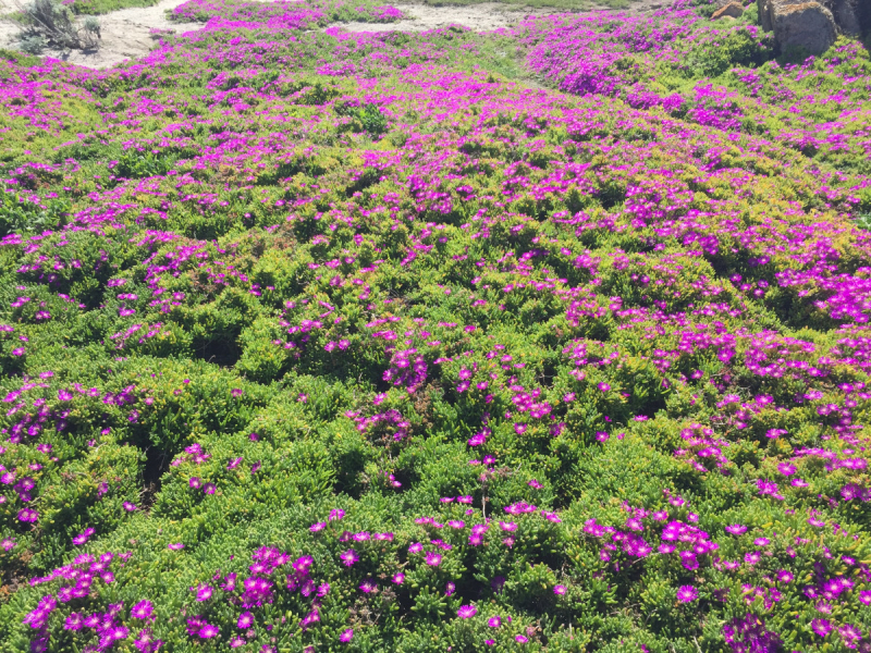 Практический отчет по Западу США, март 2018