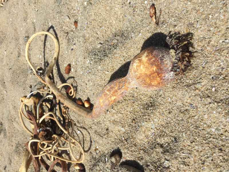 Практический отчет по Западу США, март 2018