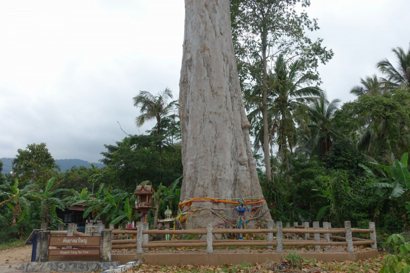 Новогодний трип по островам. Phangan, Tao, Samui