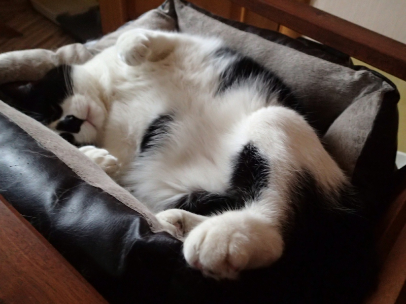 Кошки в нашей жизни. Кошки и все, что с ними связано.