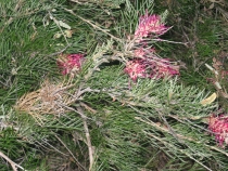 Другая планета - Австралия (конец мая-начало июня 2010).