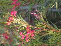 Другая планета - Австралия (конец мая-начало июня 2010).