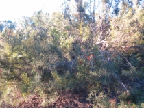 Другая планета - Австралия (конец мая-начало июня 2010).