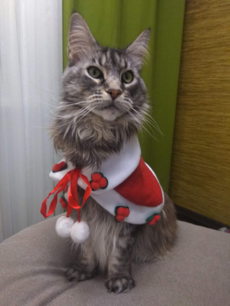 Кошки в нашей жизни. Кошки и все, что с ними связано.