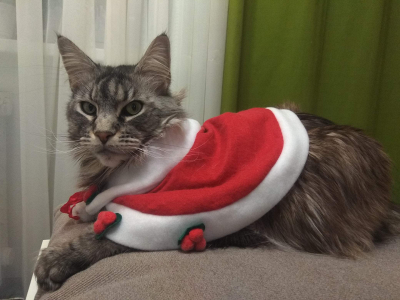 Кошки в нашей жизни. Кошки и все, что с ними связано.