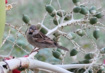 Животные Кубы. Немного. Ноябрь 2011