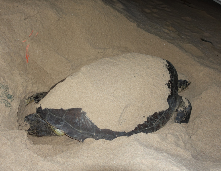 Фотографии животного мира