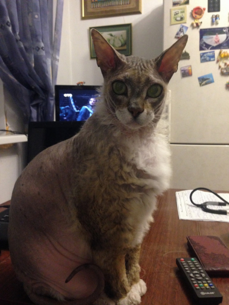 Кошки в нашей жизни. Кошки и все, что с ними связано.