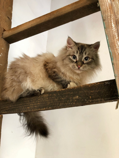 Кошки в нашей жизни. Кошки и все, что с ними связано.