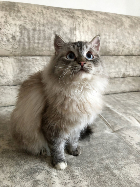 Кошки в нашей жизни. Кошки и все, что с ними связано.