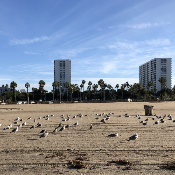 Venice Santa Monica Лос-Анжелес в декабре Venice Santa Monica Лос-Анжелес в декабре