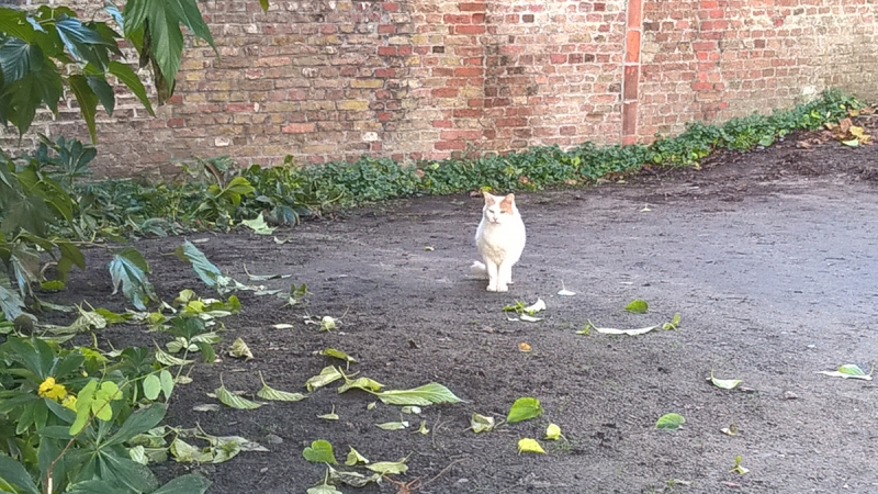 Кошки в нашей жизни. Кошки и все, что с ними связано.