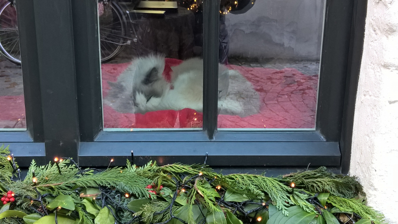 Кошки в нашей жизни. Кошки и все, что с ними связано.