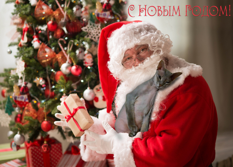 Кошки в нашей жизни. Кошки и все, что с ними связано.