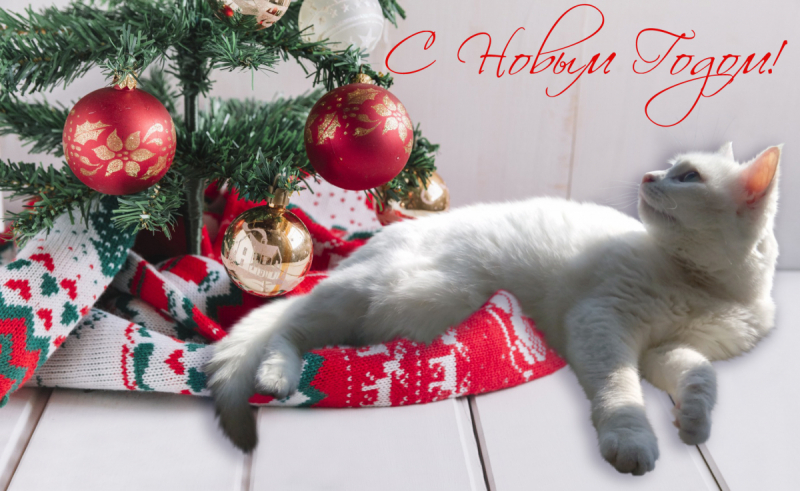 Кошки в нашей жизни. Кошки и все, что с ними связано.