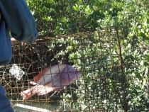 Другая планета - Австралия (конец мая-начало июня 2010).