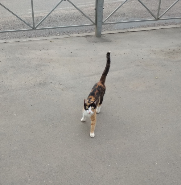 Кошки в нашей жизни. Кошки и все, что с ними связано.