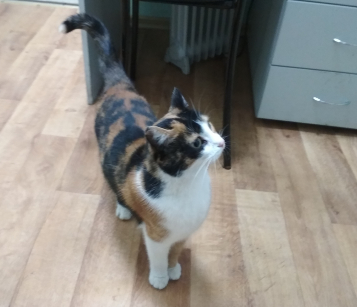 Кошки в нашей жизни. Кошки и все, что с ними связано.