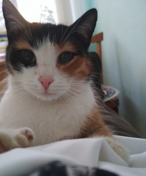 Кошки в нашей жизни. Кошки и все, что с ними связано.