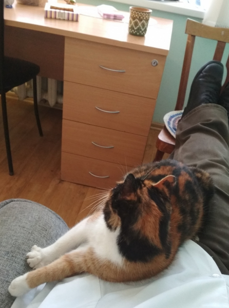 Кошки в нашей жизни. Кошки и все, что с ними связано.