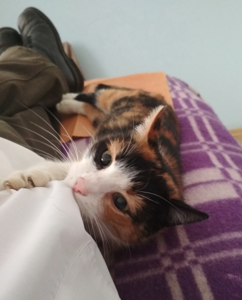 Кошки в нашей жизни. Кошки и все, что с ними связано.