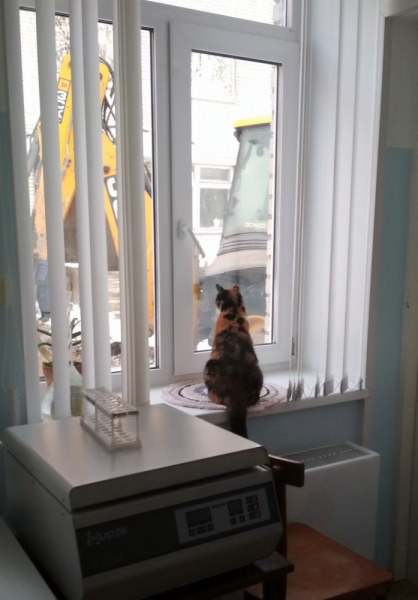 Кошки в нашей жизни. Кошки и все, что с ними связано.