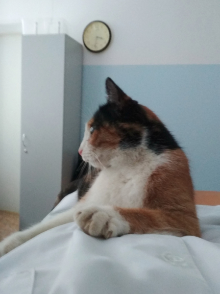 Кошки в нашей жизни. Кошки и все, что с ними связано.