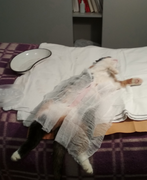 Кошки в нашей жизни. Кошки и все, что с ними связано.