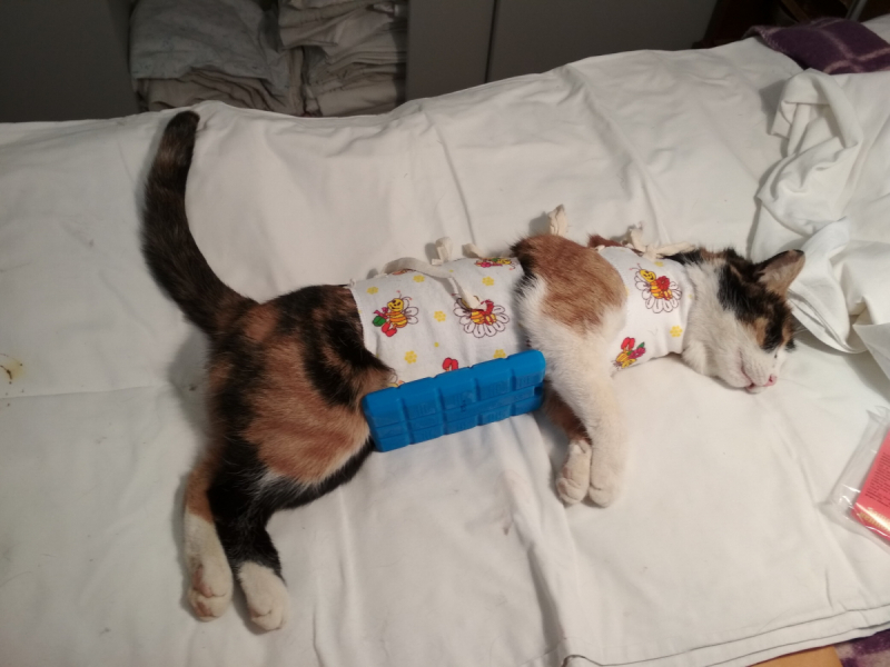 Кошки в нашей жизни. Кошки и все, что с ними связано.