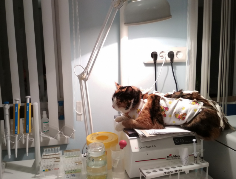 Кошки в нашей жизни. Кошки и все, что с ними связано.