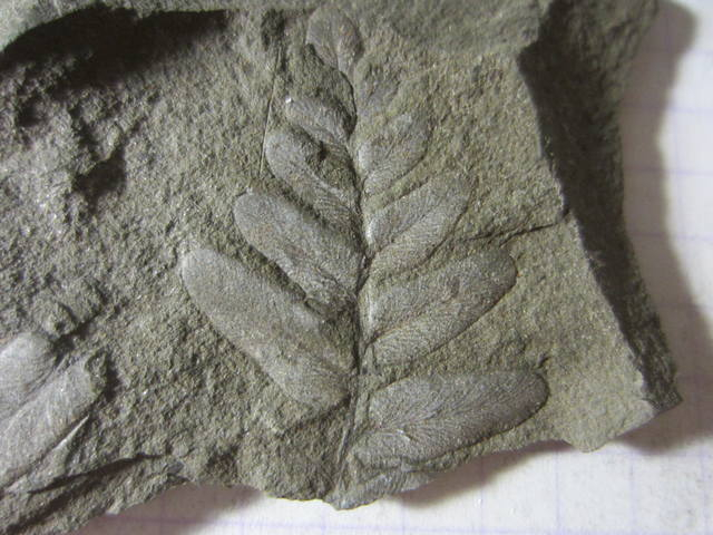 Окаменелая флора Палеозоя, около 325 млн. лет