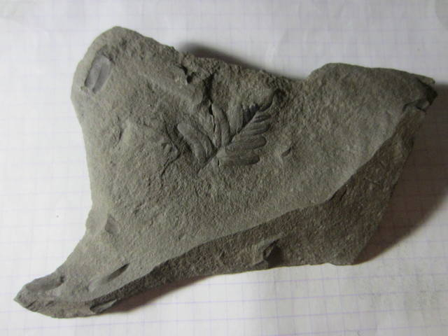 Окаменелая флора Палеозоя, около 325 млн. лет