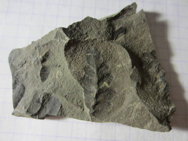 Окаменелая флора Палеозоя, около 325 млн. лет