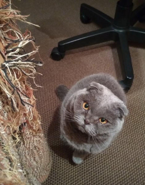 Кошки в нашей жизни. Кошки и все, что с ними связано.