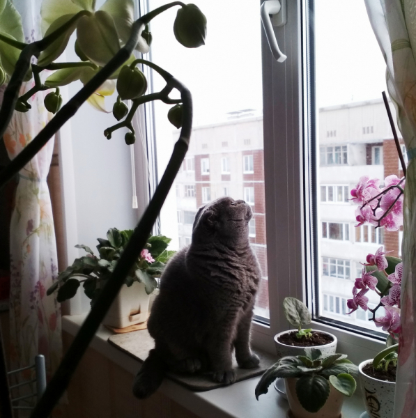 Кошки в нашей жизни. Кошки и все, что с ними связано.