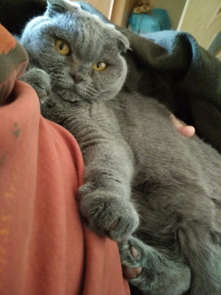 Кошки в нашей жизни. Кошки и все, что с ними связано.