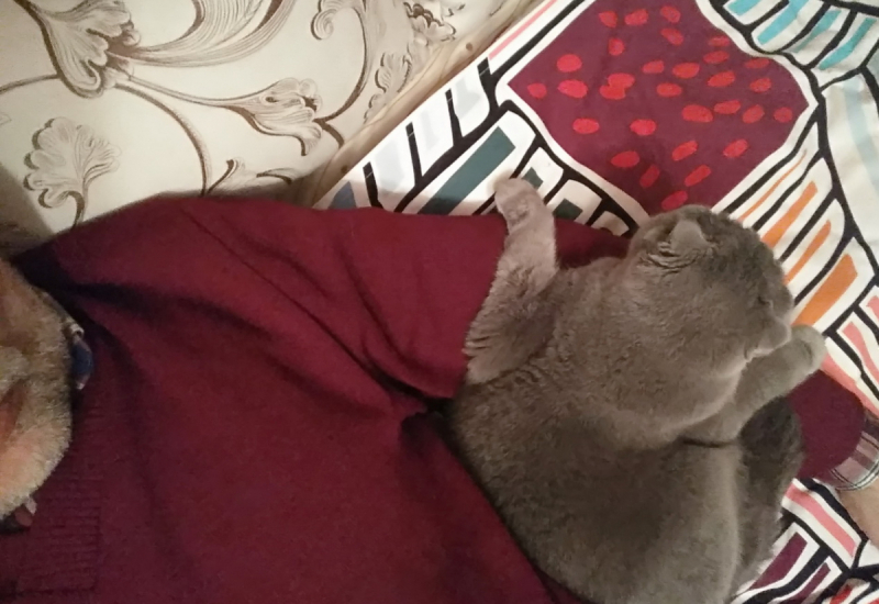 Кошки в нашей жизни. Кошки и все, что с ними связано.