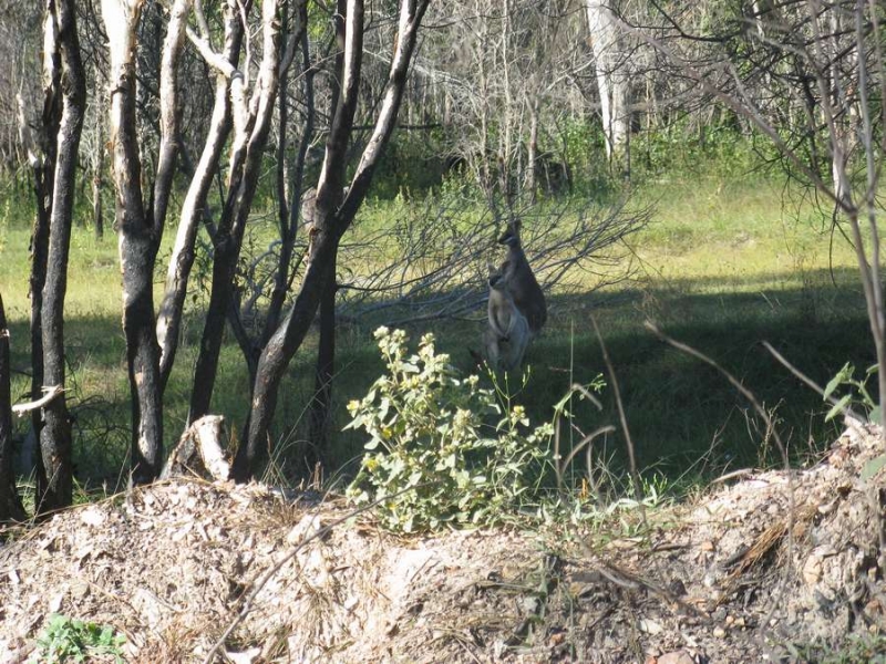 Другая планета - Австралия (конец мая-начало июня 2010).