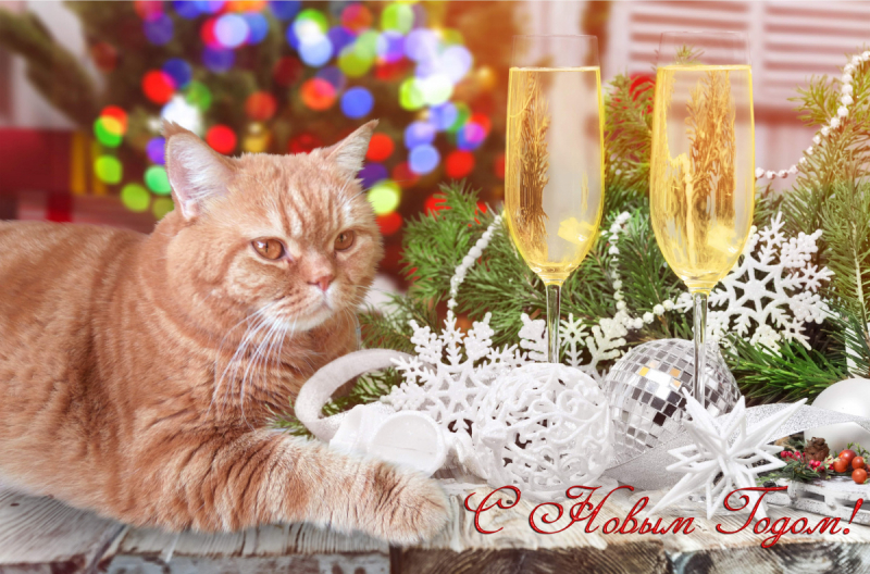 Кошки в нашей жизни. Кошки и все, что с ними связано.